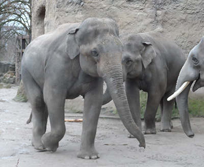 Compra mierda de elefante para tus enemigos